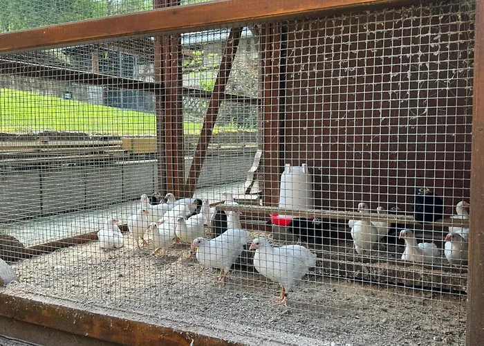 Entspannung Im Wald - Mit Schwimmbad Hessles